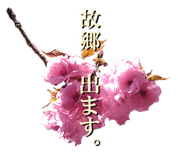 Double cherry blossom cheering sticker #15521925