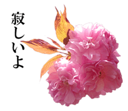 Double cherry blossom cheering sticker #15521926
