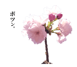 Double cherry blossom cheering sticker #15521927