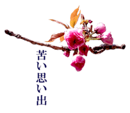 Double cherry blossom cheering sticker #15521928