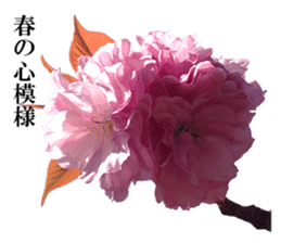Double cherry blossom cheering sticker #15521929