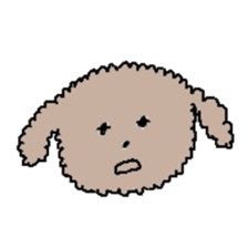 apricot toy poodle sticker #15522967