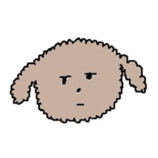 apricot toy poodle sticker #15522985