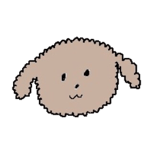 apricot toy poodle sticker #15522986