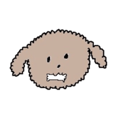 apricot toy poodle sticker #15522987