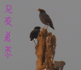 auspicious sticker #15523234