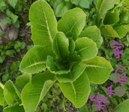 auspicious sticker #15523236