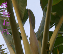 auspicious sticker #15523238