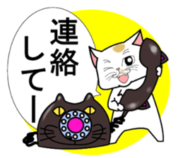 8cat