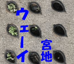 Miyaji's sticker sticker #15527783