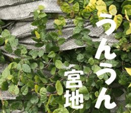 Miyaji's sticker sticker #15527800