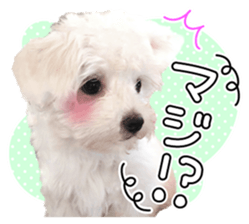 Corin of dog! Stickers sticker #15530858