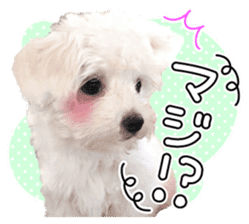 Corin of dog! Stickers sticker #15530858
