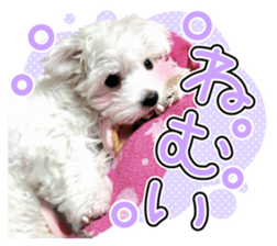 Corin of dog! Stickers sticker #15530863