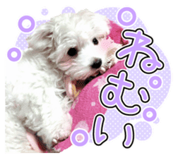 Corin of dog! Stickers sticker #15530863