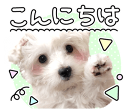 Corin of dog! Stickers sticker #15530867