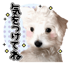 Corin of dog! Stickers sticker #15530868
