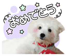 Corin of dog! Stickers sticker #15530873