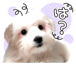 Corin of dog! Stickers sticker #15530875