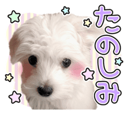 Corin of dog! Stickers sticker #15530885
