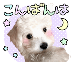 Corin of dog! Stickers sticker #15530888