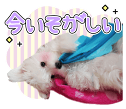 Corin of dog! Stickers sticker #15530890