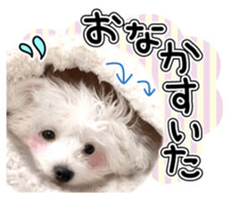 Corin of dog! Stickers sticker #15530892