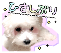 Corin of dog! Stickers sticker #15530894