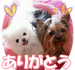 doggiesfan9 sticker #15533140