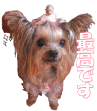 doggiesfan9 sticker #15533142