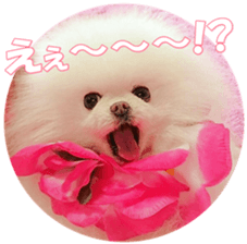 doggiesfan9 sticker #15533143