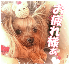 doggiesfan9 sticker #15533144