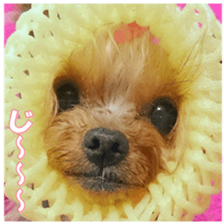 doggiesfan9 sticker #15533146