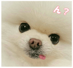 doggiesfan9 sticker #15533149