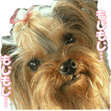 doggiesfan9 sticker #15533154