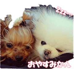 doggiesfan9 sticker #15533155