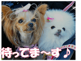 doggiesfan9 sticker #15533157