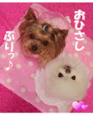 doggiesfan9 sticker #15533158