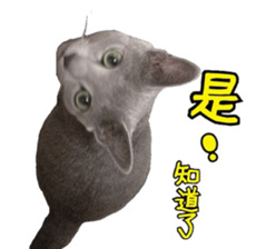 MY TORO CAT(CHINESE) sticker #15533282