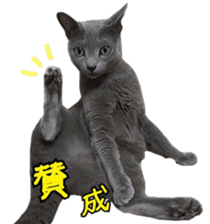 MY TORO CAT(CHINESE) sticker #15533283