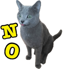 MY TORO CAT(CHINESE) sticker #15533285