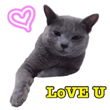 MY TORO CAT(CHINESE) sticker #15533289