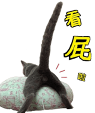 MY TORO CAT(CHINESE) sticker #15533291