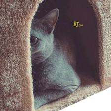 MY TORO CAT(CHINESE) sticker #15533292