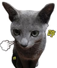 MY TORO CAT(CHINESE) sticker #15533295