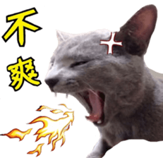 MY TORO CAT(CHINESE) sticker #15533297