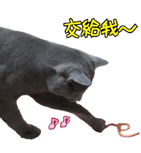 MY TORO CAT(CHINESE) sticker #15533300