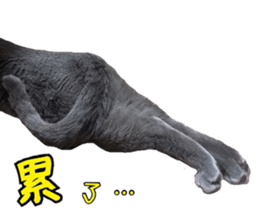 MY TORO CAT(CHINESE) sticker #15533301