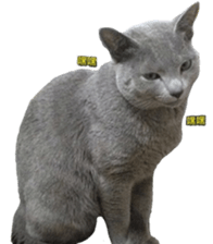 MY TORO CAT(CHINESE) sticker #15533305
