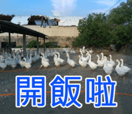 My funny sticker-4 sticker #15541851